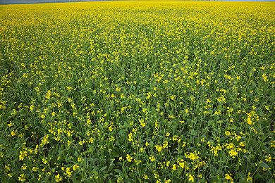 发售一个来月 《孤岛惊魂6》亚马逊降价20美元促销